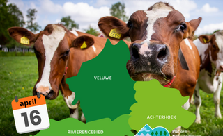 Kaart van Gelderland met koeien op achtergrond