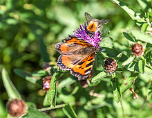 Vlinder op groen