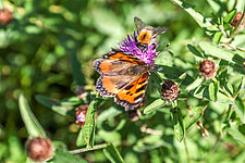 Vlinder op groen