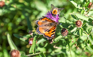Vlinder op groen