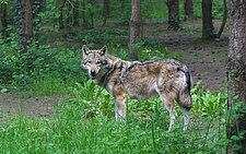 Wolf