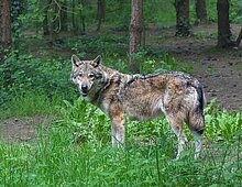 Wolf