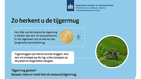 Herkennen tijgermug: Het lijfje van de Aziatische tijgermug is gemiddeld 0,5 cm, dus ongeveer zo groot als de '0' op een 10-eurocentmunt. In het algemeen kleiner dus dan de gewone huissteekmug.  Tijgermuggen zijn duidelijk zwart-wit, met een wit streepje op de rug en ongevlekte vleugels.