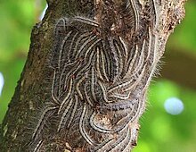 Meerdere eikenprocessierupsen op een boom