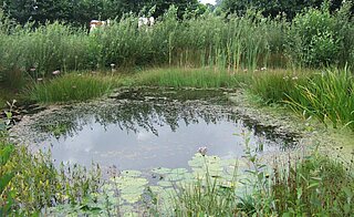 Poel met koeien op de achtergrond