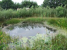 Poel met koeien op de achtergrond