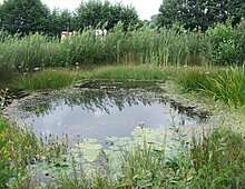 Poel met koeien op de achtergrond