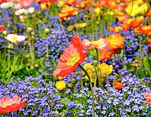 Een bloemenweide