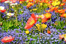 Een bloemenweide