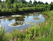Een poel