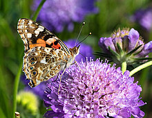 Distelvlinder op Beemdkroon