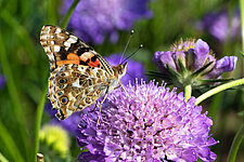 Distelvlinder op Beemdkroon