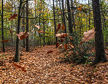 bomen en vallend blad