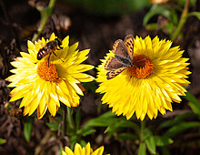 Kleine vuurvlinder op strobloem