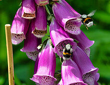 Aardhommel en Vingerhoedskruid