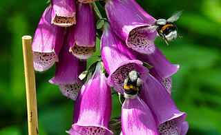 Aardhommel en Vingerhoedskruid